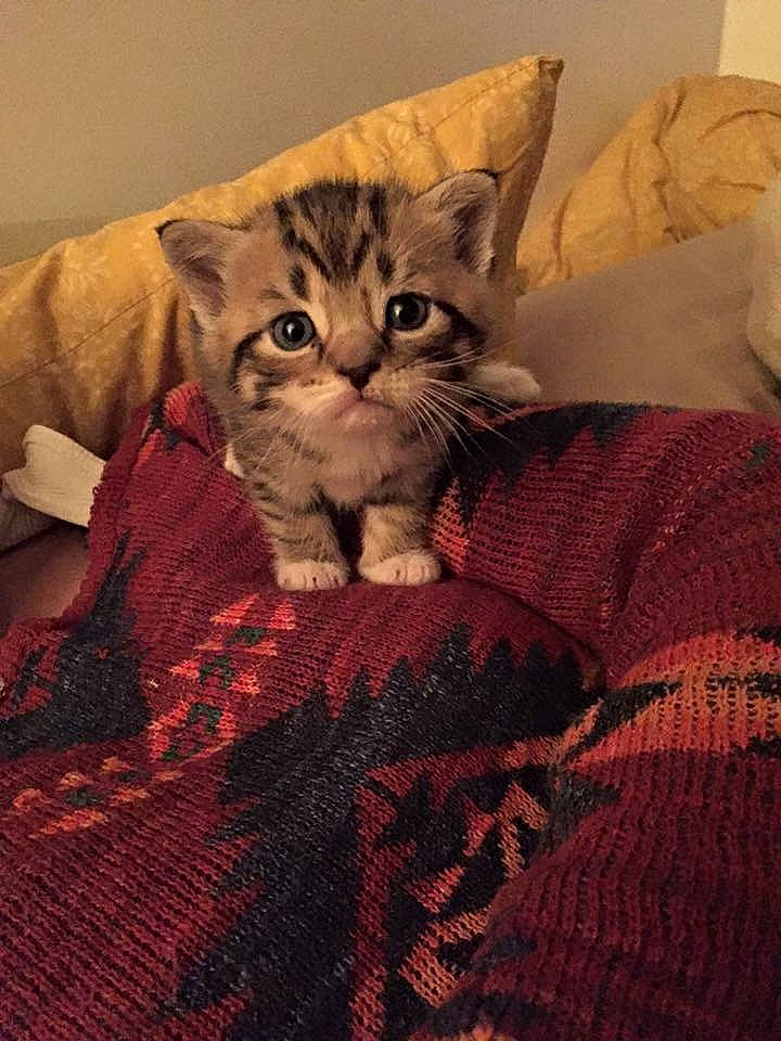 Butter is registered to the contest to win money with this photo: bedding, carnivore, cat, claw, comfort, domestic_short_haired_cat, fawn, felidae, fur, lap, linens, pattern, paw, room, sitting, small_to_medium_sized_cats, snout, tail, whiskers, woven_fabric