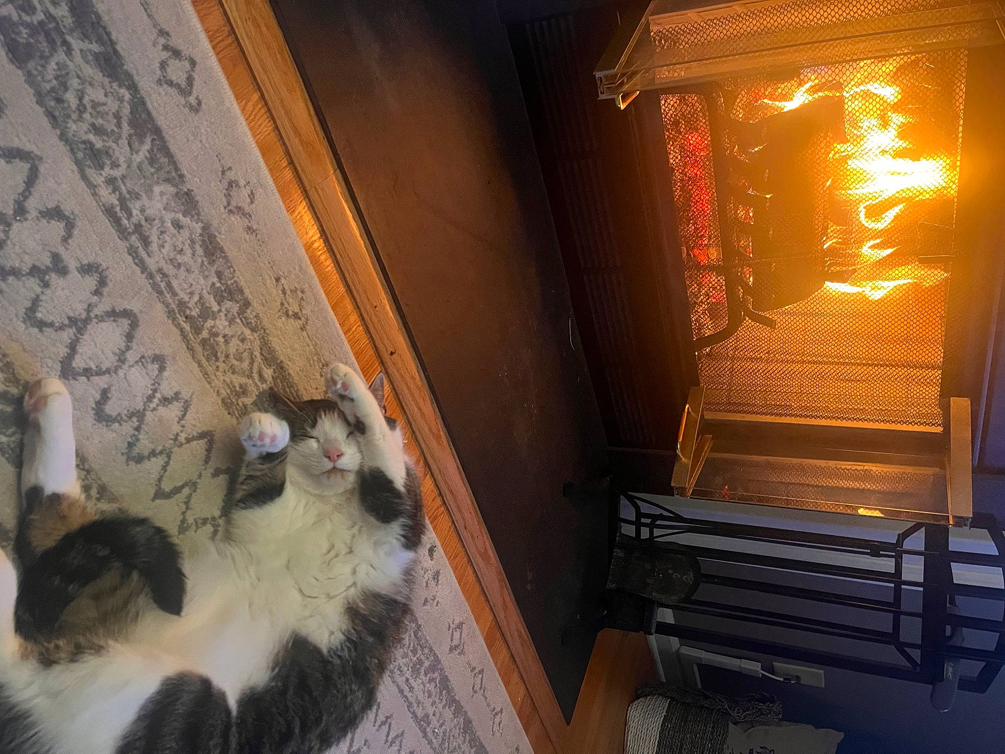 Scotch is registered to the contest to win money with this photo: automotive_lighting, building, carnivore, cat, domestic_short_haired_cat, door, felidae, fire_screen, flooring, gas, hardwood, heat, house, room, small_to_medium_sized_cats, tail, tints_and_shades, whiskers, window, wood