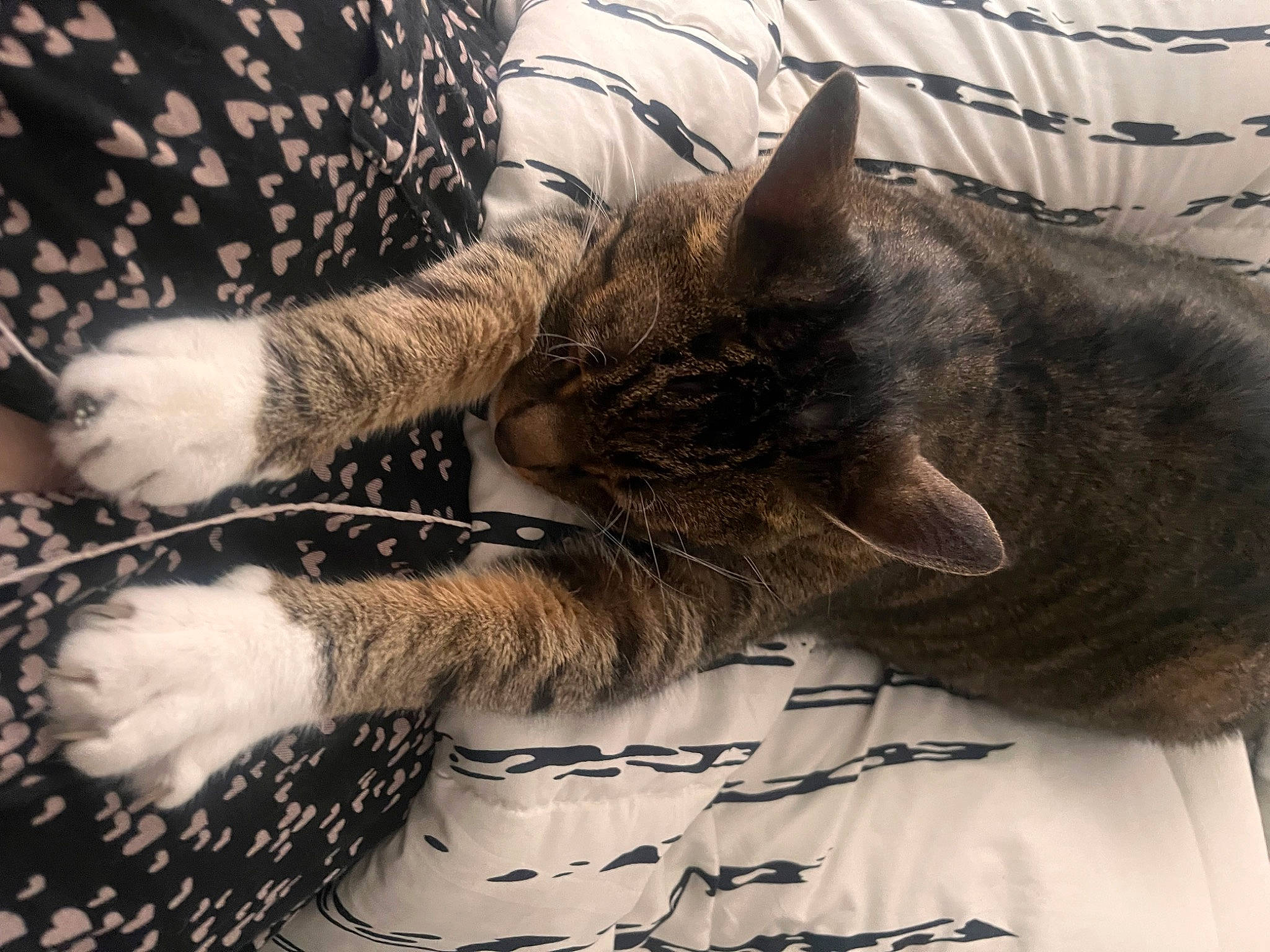 Butter And Scotch joined the competition — help win amazing prizes! carnivore, cat, comfort, domestic_short_haired_cat, felidae, fur, gesture, grey, human_leg, linens, mammal, nap, pattern, paw, small_to_medium_sized_cats, snout, tail, tree, vertebrate, whiskers