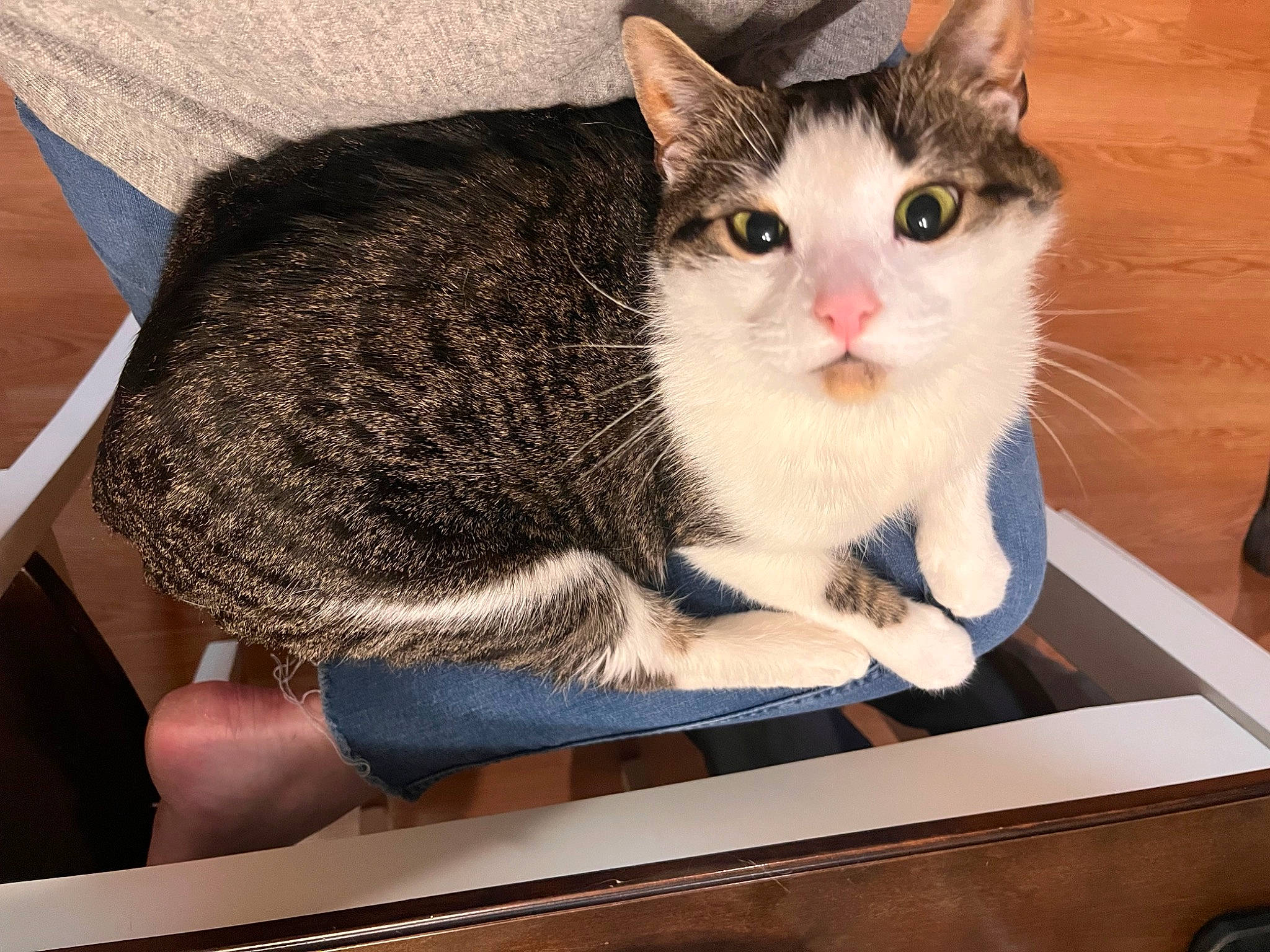 Scotchy joined the competition — help win amazing prizes! box, carnivore, cat, cat_furniture, comfort, domestic_short_haired_cat, electronic_device, felidae, fur, hardwood, paw, rectangle, sitting, small_to_medium_sized_cats, snout, tail, whiskers