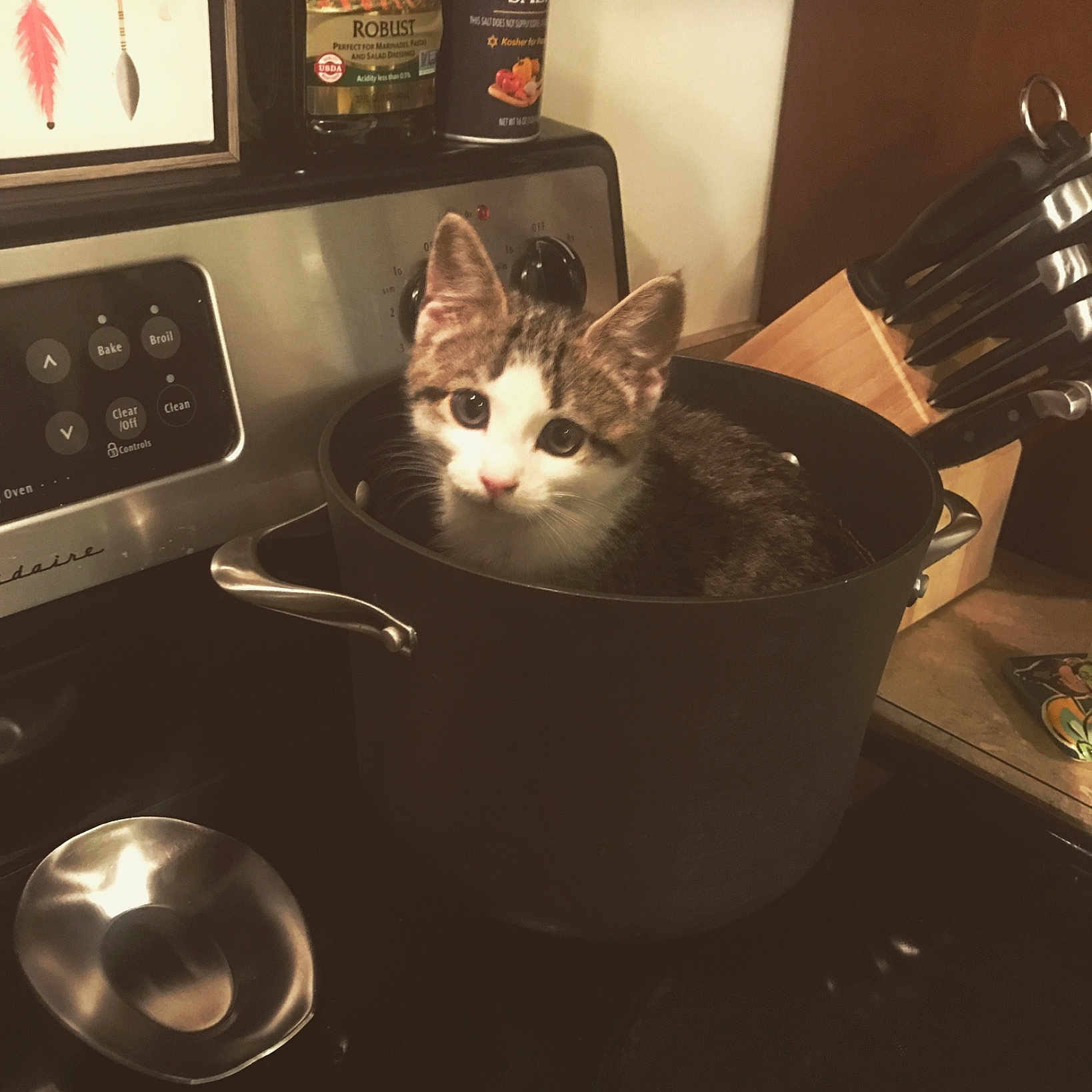 Scotchy joined the competition — help win amazing prizes! audio_equipment, bowl, carnivore, cat, darkness, domestic_short_haired_cat, felidae, gadget, home_appliance, kitchen_appliance, kitchen_utensil, machine, major_appliance, room, small_to_medium_sized_cats, tableware, telephone, telephony, whiskers, wood