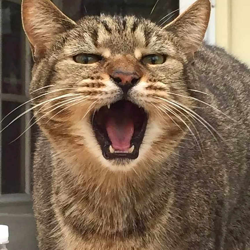 Yank is registered to the contest to win money with this photo: animal, animal_face, cat, close_up, domestic_cat, door, ears, expression, face, feline, fur, indoor, mouth, mouth_open, pet, portrait, tabby, tabby_cat, water_bottle, whiskers