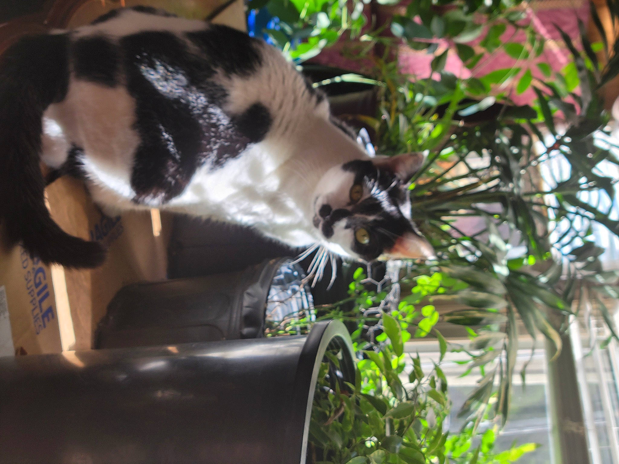 Lana Landing joined the competition — help win amazing prizes! auto_part, automotive_exterior, canidae, carnivore, cat, dog_breed, domestic_short_haired_cat, felidae, fur, grass, motor_vehicle, plant, small_to_medium_sized_cats, tail, terrestrial_animal, terrestrial_plant, tree, whiskers, wildlife, window