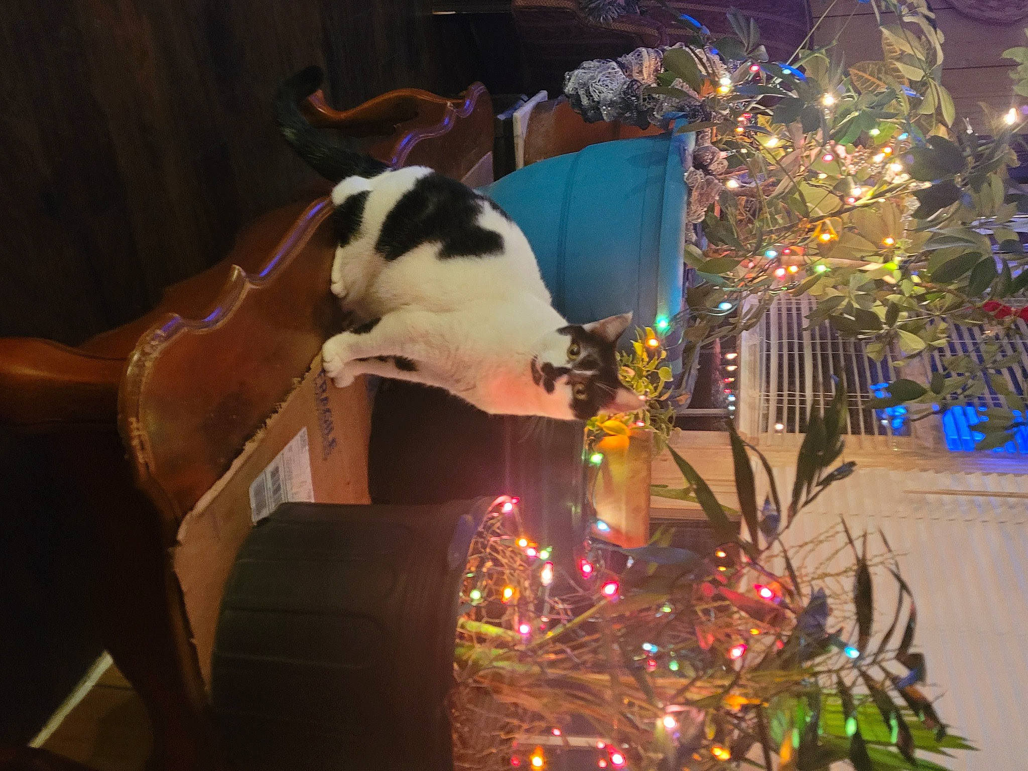 Lana Landing is registered to the contest to win money with this photo: christmas, christmas_decoration, christmas_eve, christmas_ornament, christmas_tree, darkness, decoration, event, felidae, fun, holiday, holiday_ornament, light, ornament, plant, room, small_to_medium_sized_cats, tradition, tree, whiskers