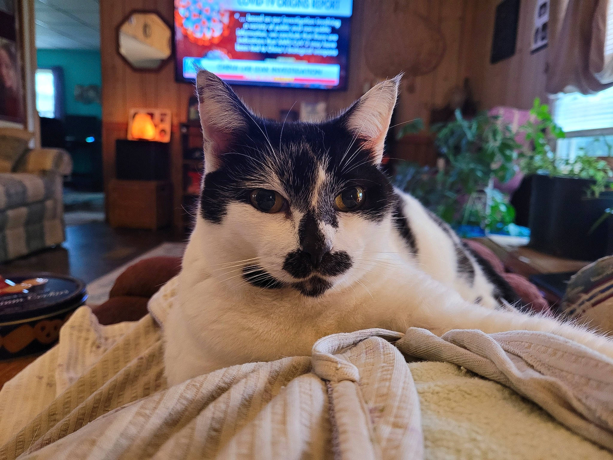 Lana Landing is registered to the contest to win money with this photo: carnivore, cat, comfort, domestic_short_haired_cat, eye, fawn, felidae, fur, houseplant, linens, nap, paw, picture_frame, plant, sitting, small_to_medium_sized_cats, snout, tail, whiskers, window