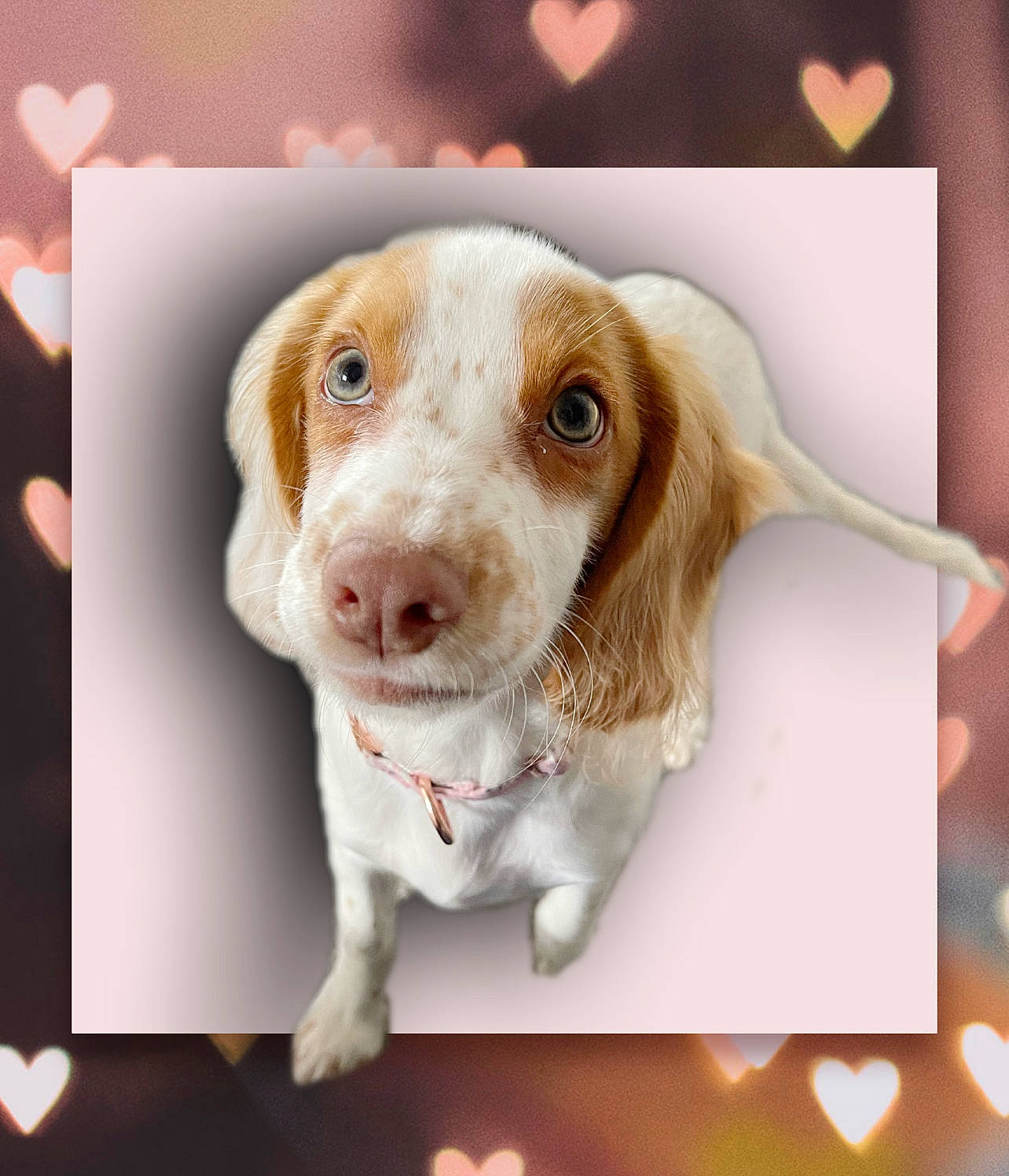 Jessy joined the competition — help win amazing prizes! carnivore, circle, companion_dog, dog, dog_breed, font, liver, photo_caption, picture_frame, rectangle, snout, sporting_group, whiskers, working_animal