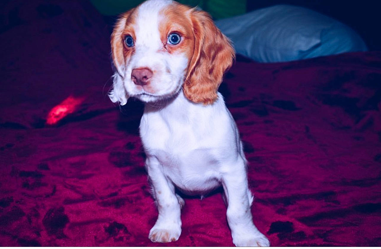 Jessy is registered to the contest to win money with this photo: canidae, carnivore, companion_dog, couch, dog, dog_breed, fawn, fur, hunting_dog, liver, paw, puppy, rectangle, snout, spaniel, sporting_group, tail, terrestrial_animal, whiskers, working_animal