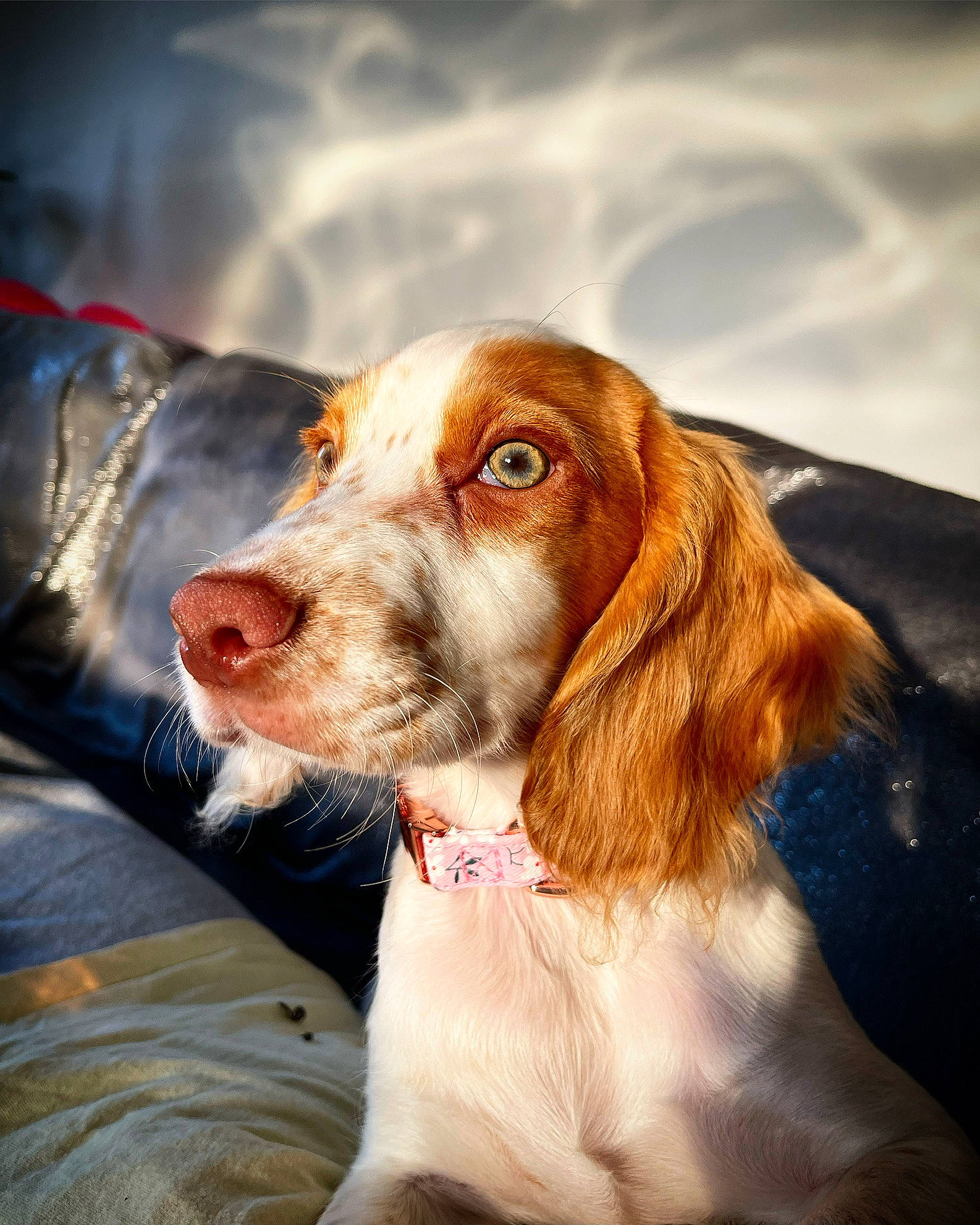 Jessy is registered to the contest to win money with this photo: canidae, carnivore, companion_dog, dog, dog_breed, fur, gun_dog, hunting_dog, liver, snout, spaniel, sporting_group, whiskers, working_animal