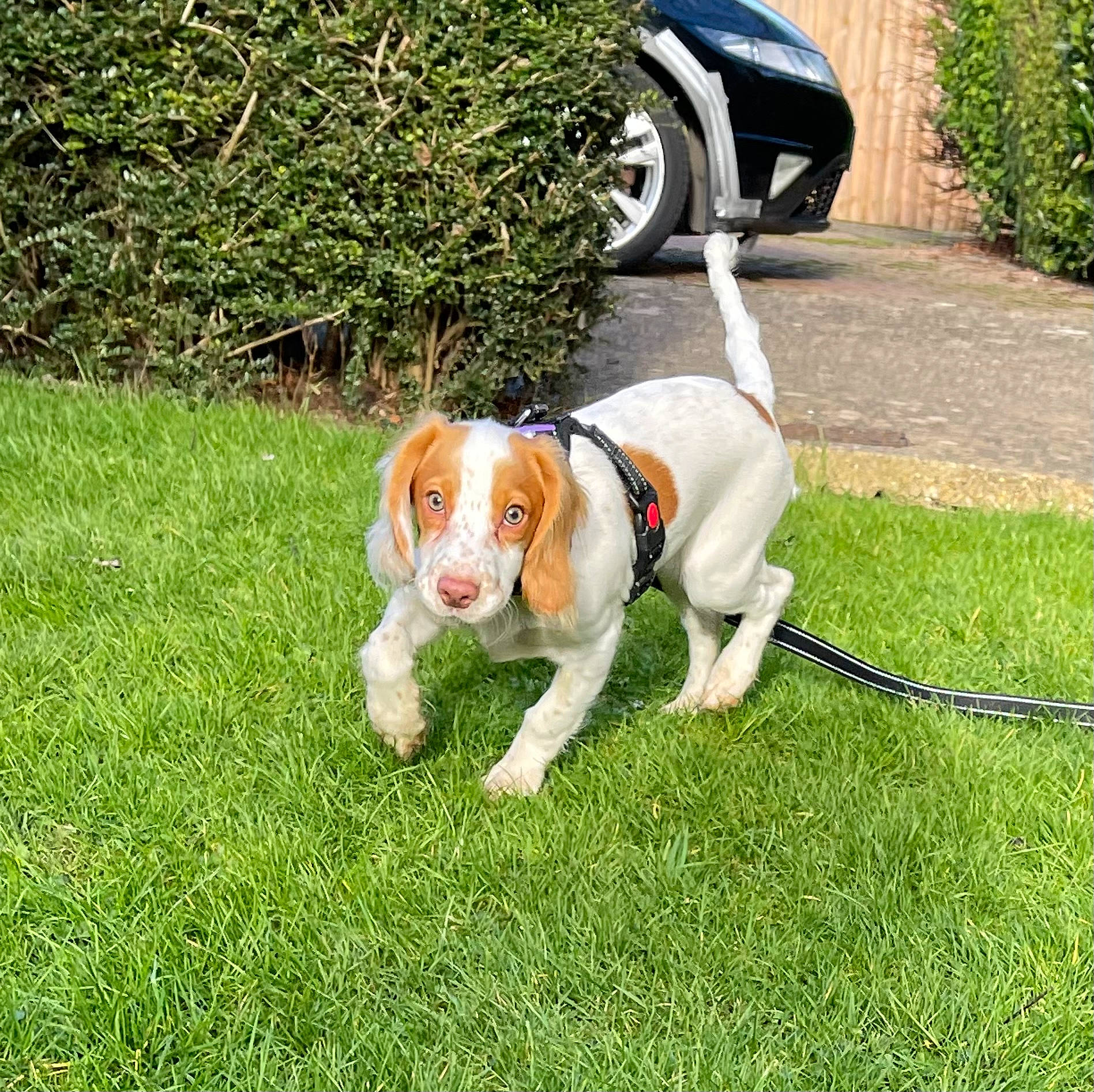 Jessy is registered to the contest to win money with this photo: automotive_tire, car, carnivore, collar, companion_dog, dog, dog_breed, dog_collar, fawn, fender, grass, hound, hubcap, leash, plant, scent_hound, tail, tire, vehicle, wheel