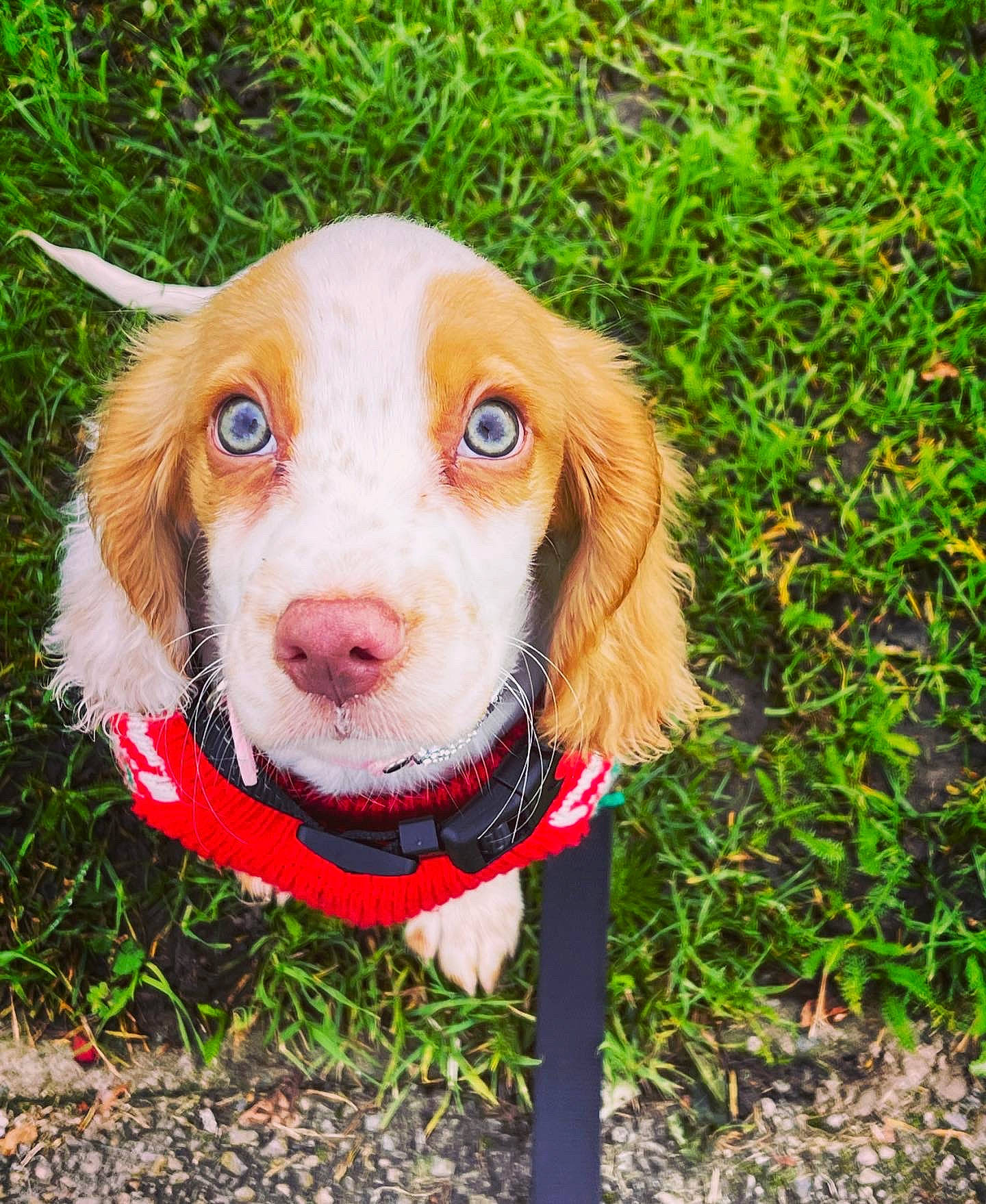 Jessy joined the competition — help win amazing prizes! canidae, carnivore, circle, collar, companion_dog, dog, dog_breed, dog_collar, dog_supply, fawn, fur, grass, groundcover, hair, liver, personal_protective_equipment, plant, sporting_group, whiskers, working_animal