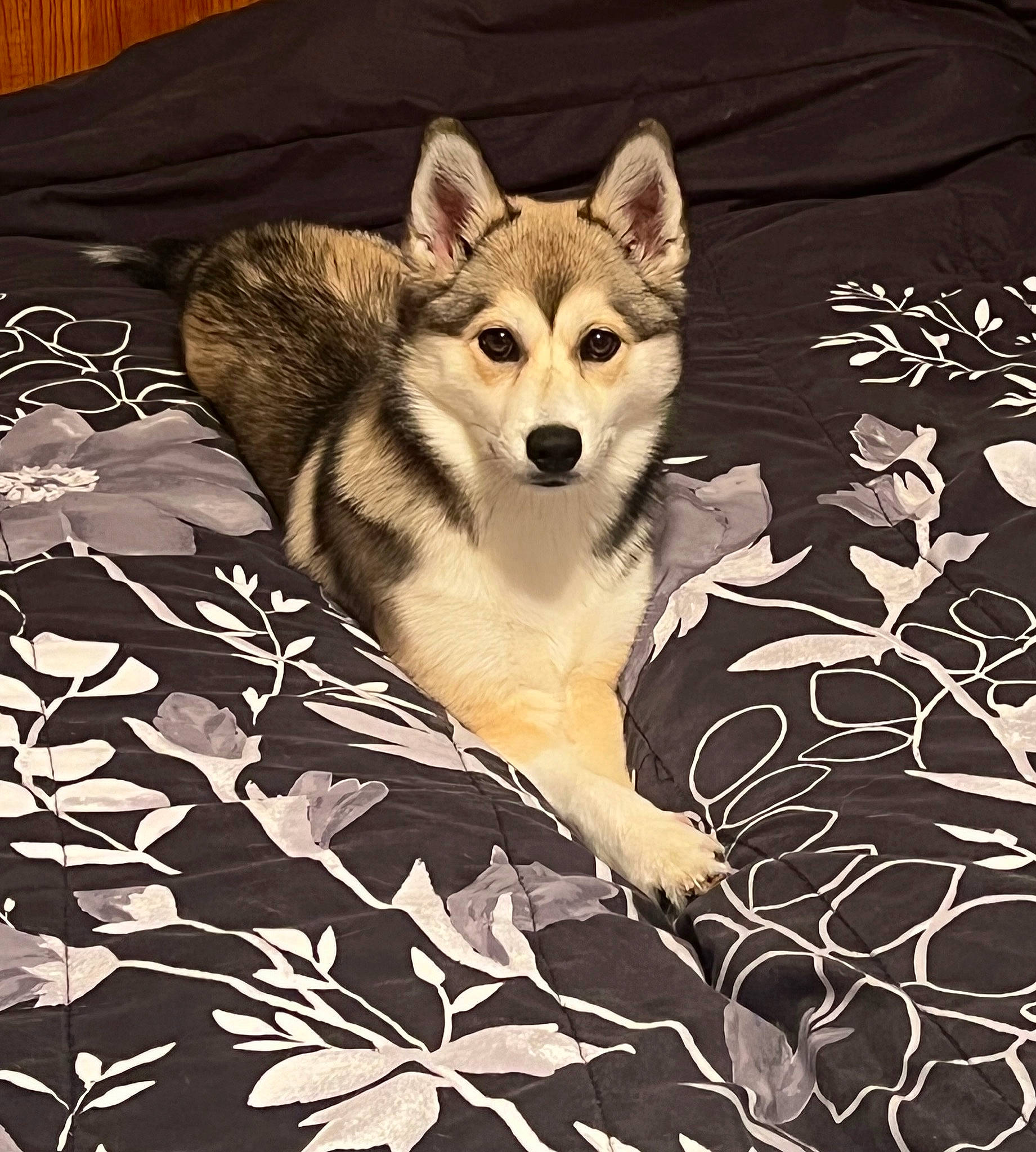 Luna joined the competition — help win amazing prizes! art, canidae, canis, carnivore, companion_dog, dog, dog_breed, fang, fawn, font, illustration, jaw, pattern, plant, snout, tail, terrestrial_animal, twig, whiskers, wolf