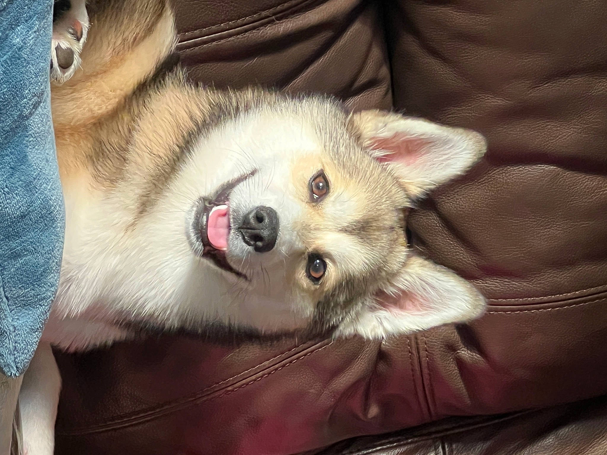 Luna is registered to the contest to win money with this photo: canidae, carnivore, comfort, companion_dog, dog, dog_breed, ear, eyelash, fang, fawn, fur, non_sporting_group, paw, snout, terrestrial_animal, whiskers, wildlife, working_animal