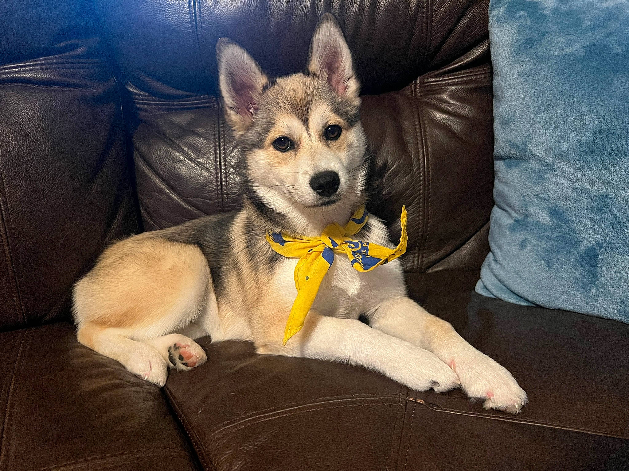 Luna joined the competition — help win amazing prizes! canidae, canis, carnivore, comfort, companion_dog, couch, dog, dog_breed, dog_supply, fawn, fur, herding_dog, paw, siberian_husky, sitting, snout, sporting_group, terrestrial_animal, whiskers, wildlife