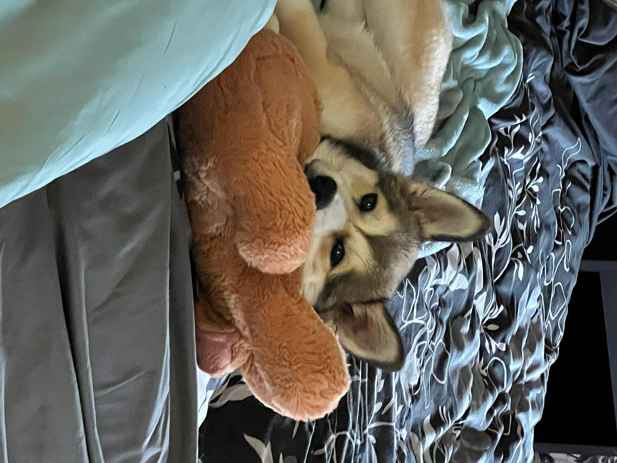 Luna joined the competition — help win amazing prizes! bone, dress, eye, fawn, felidae, fur, head, hide, jaw, mammal, skull, small_to_medium_sized_cats, snout, sunglasses, textile, twig, vertebrate, whiskers, window, wood