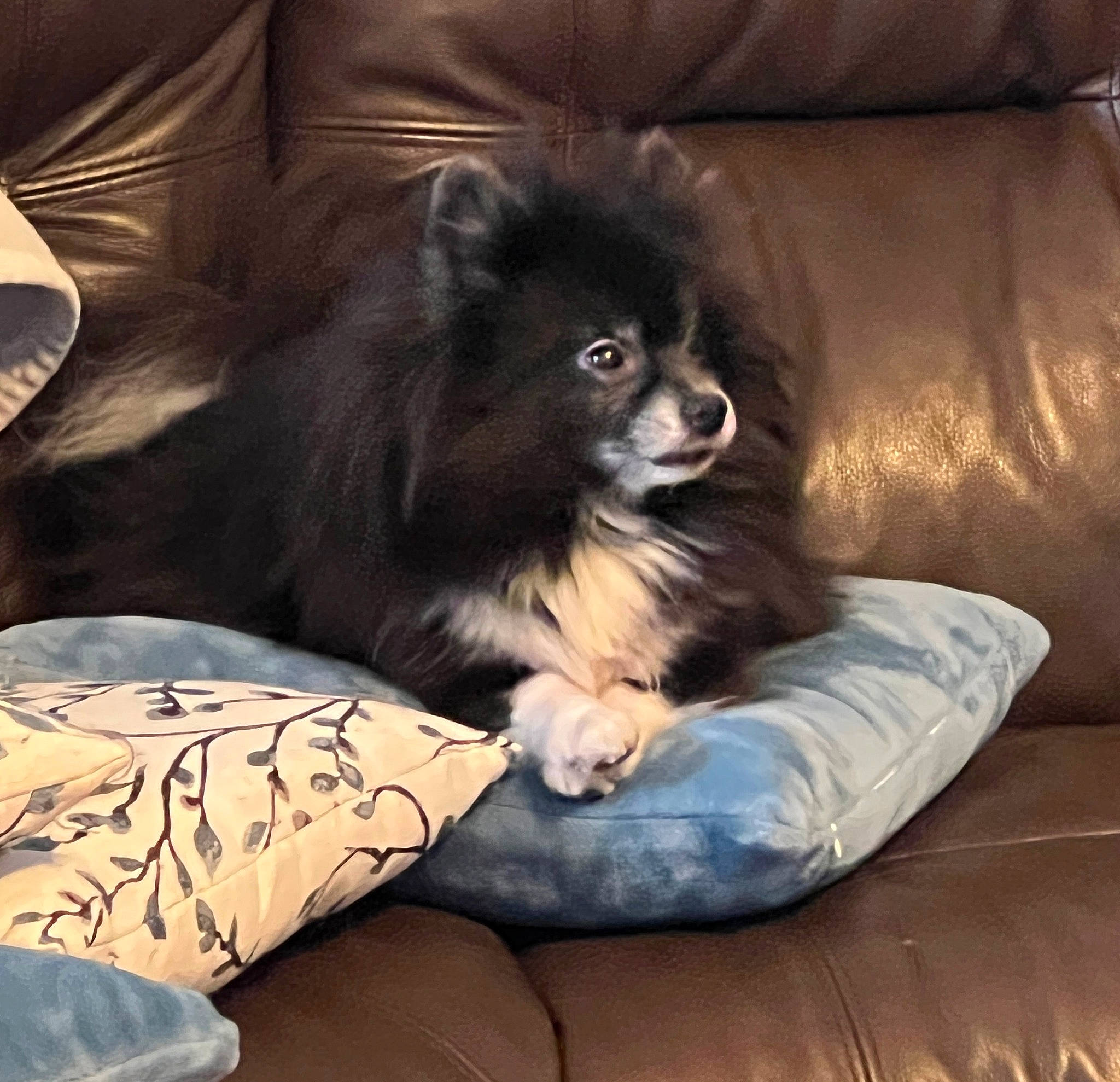 Samantha joined the competition — help win amazing prizes! canidae, carnivore, chair, comfort, companion_dog, couch, dog, dog_breed, dog_supply, fawn, foot, fur, puppy, snout, spitz, sporting_group, terrestrial_animal, toy_dog, whiskers, working_animal