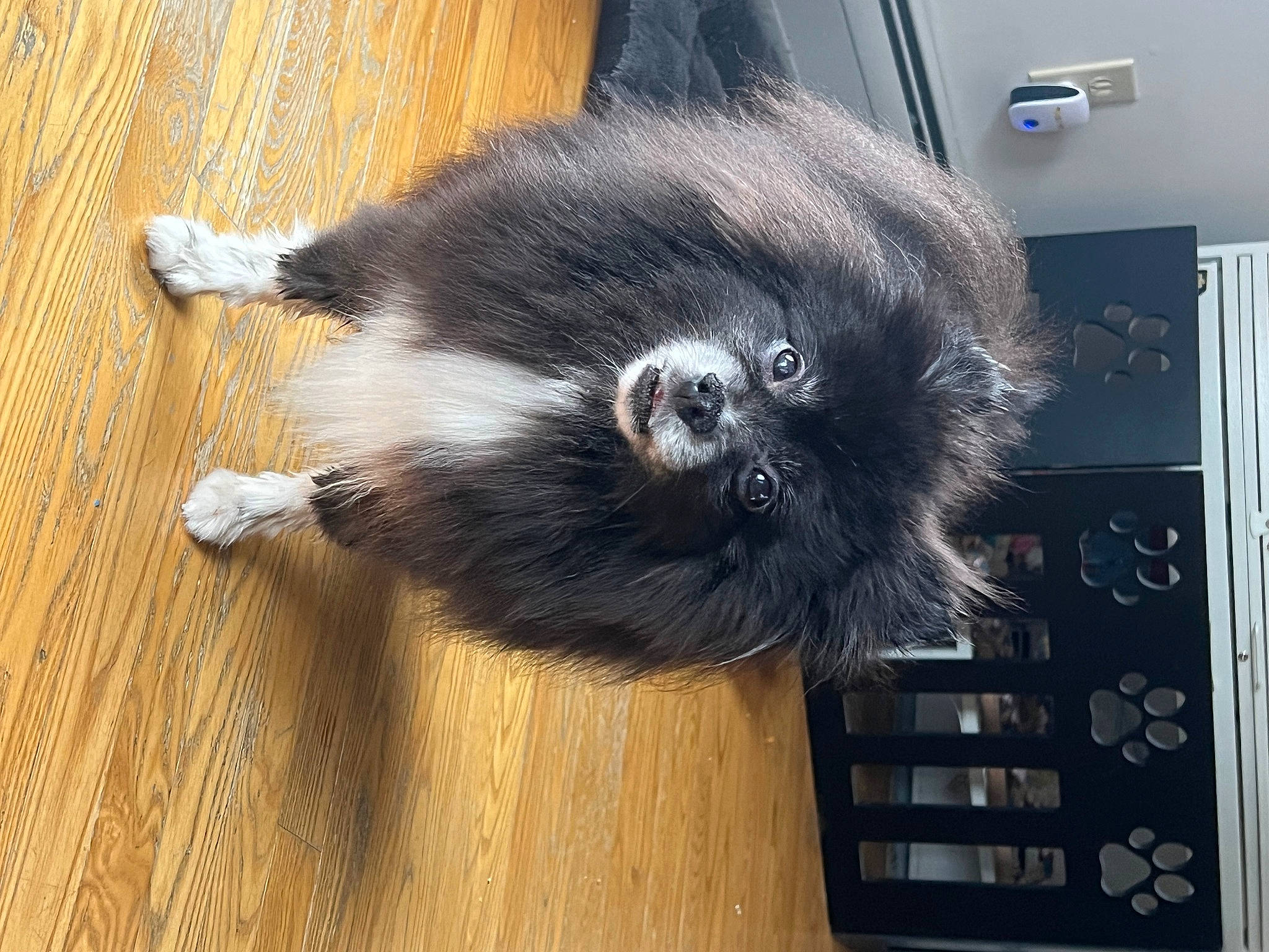 Samantha is registered to the contest to win money with this photo: carnivore, cat, claw, companion_dog, dog_breed, felidae, flooring, foot, fur, hardwood, paw, small_to_medium_sized_cats, snout, sporting_group, tail, varnish, whiskers, wood, wood_flooring, wood_stain