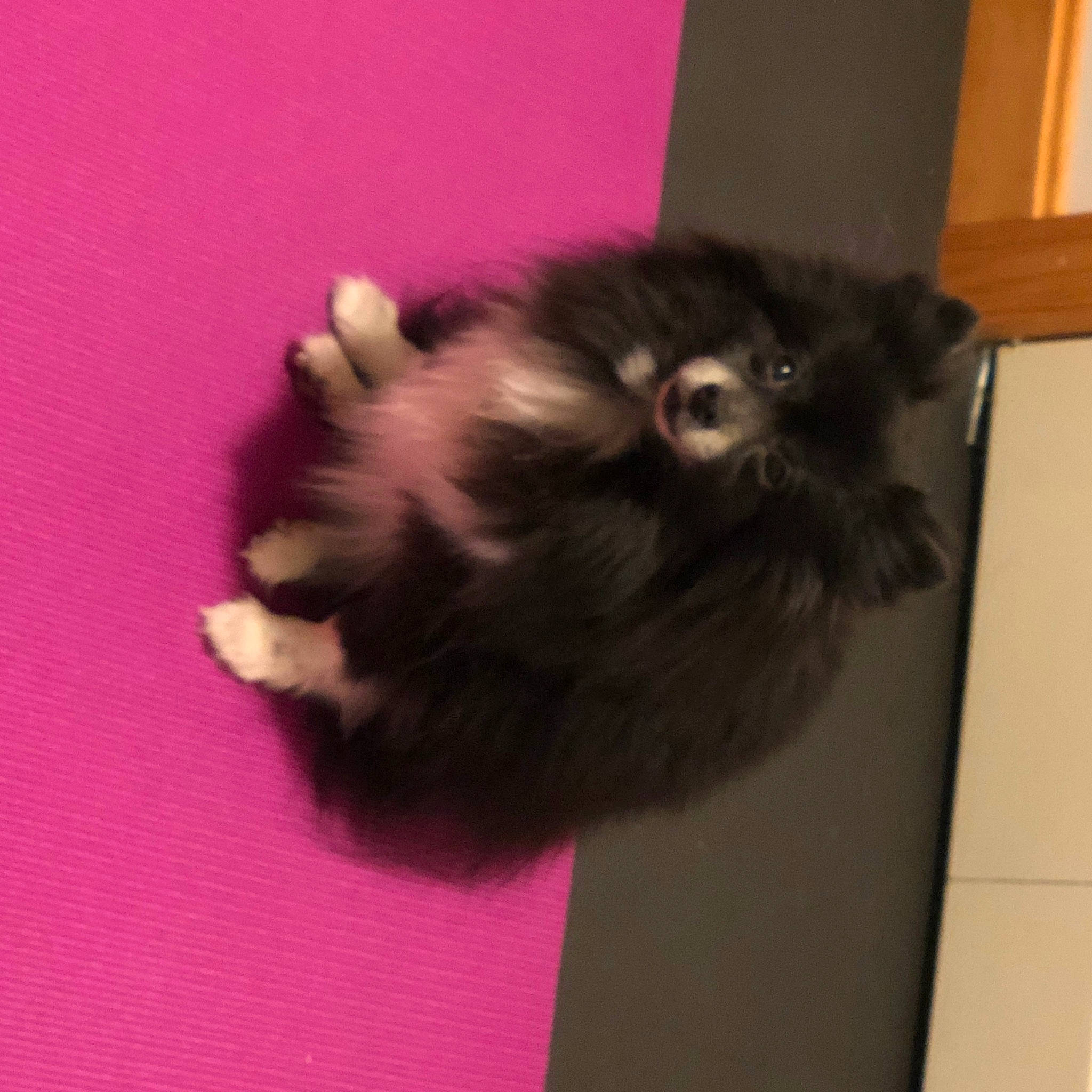 Samantha joined the competition — help win amazing prizes! canidae, carnivore, claw, companion_dog, dog_breed, fawn, felidae, fur, liver, magenta, paw, small_to_medium_sized_cats, snout, sporting_group, tail, whiskers