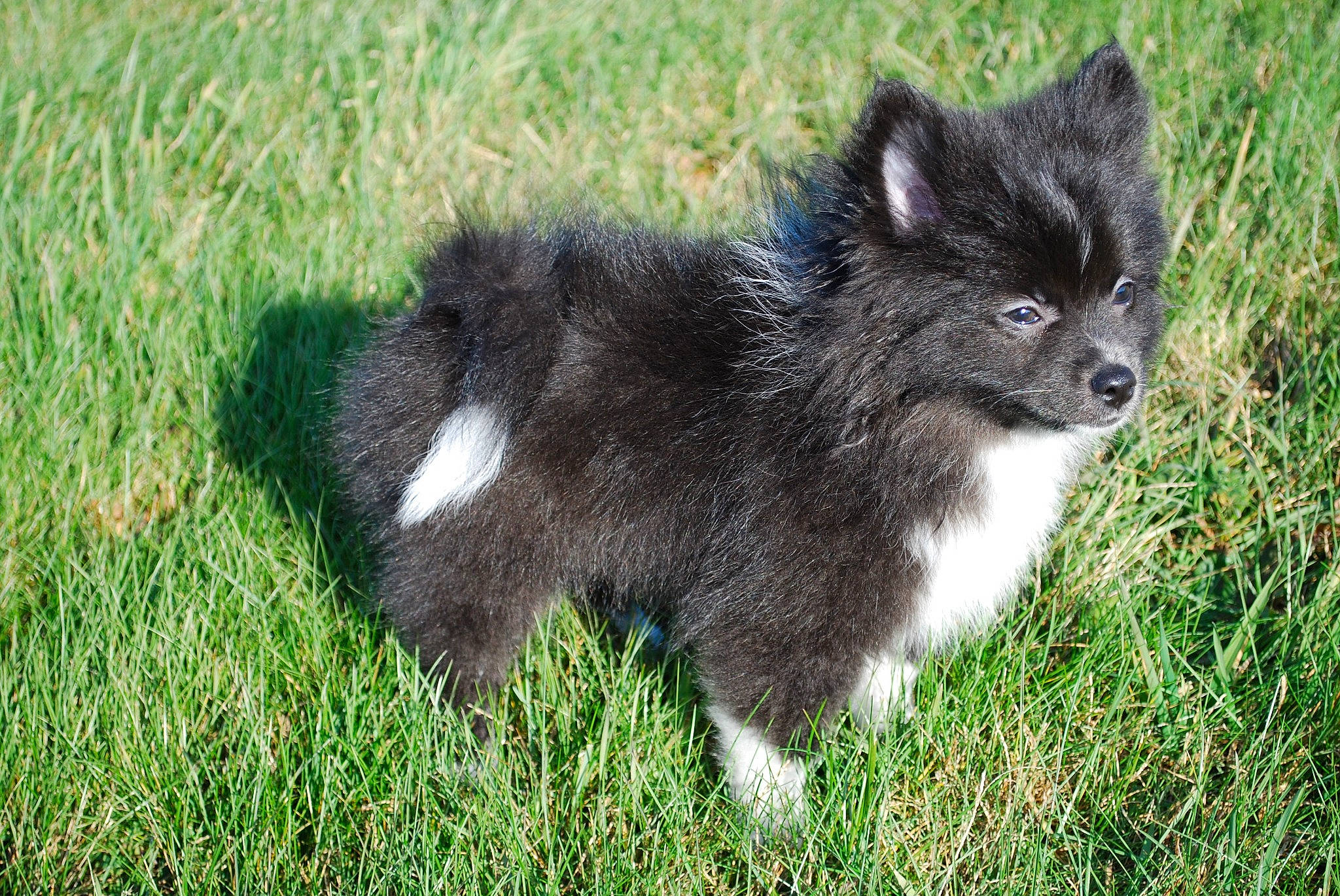 Samantha is registered to the contest to win money with this photo: canidae, carnivore, cat, companion_dog, dog_breed, domestic_short_haired_cat, felidae, fur, grass, groundcover, small_to_medium_sized_cats, snout, tail, terrestrial_animal, whiskers, wildlife