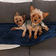 Léna Et Talya a rejoint le concours — aidez-le/la à gagner de superbes lots ! animal, black_fur, blanket, brown_fur, canine, companion, couch, cute, dog, domestic, ears, face, furry, indoor, looking, pet, resting, small_dog, two_dogs, yorkshire_terrier
