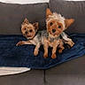animal, black_fur, blanket, brown_fur, canine, companion, couch, cute, dog, domestic, ears, face, furry, indoor, looking, pet, resting, small_dog, two_dogs, yorkshire_terrier