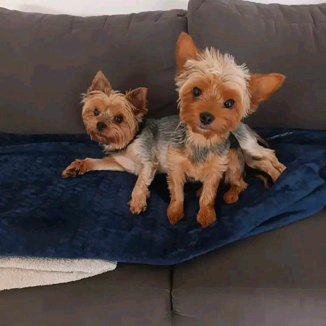 Léna Et Talya a rejoint le concours — aidez-le/la à gagner de superbes lots ! animal, black_fur, blanket, brown_fur, canine, companion, couch, cute, dog, domestic, ears, face, furry, indoor, looking, pet, resting, small_dog, two_dogs, yorkshire_terrier