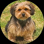 Balthazar participe au concours pour gagner de l'argent avec cette photo : dog, small_dog, fluffy, brown_fur, black_fur, pet, animal, grass, outdoor, sitting, cute, fur, canine, companion, portrait, looking_at_camera, nature, mammal, domestic_animal, friendly