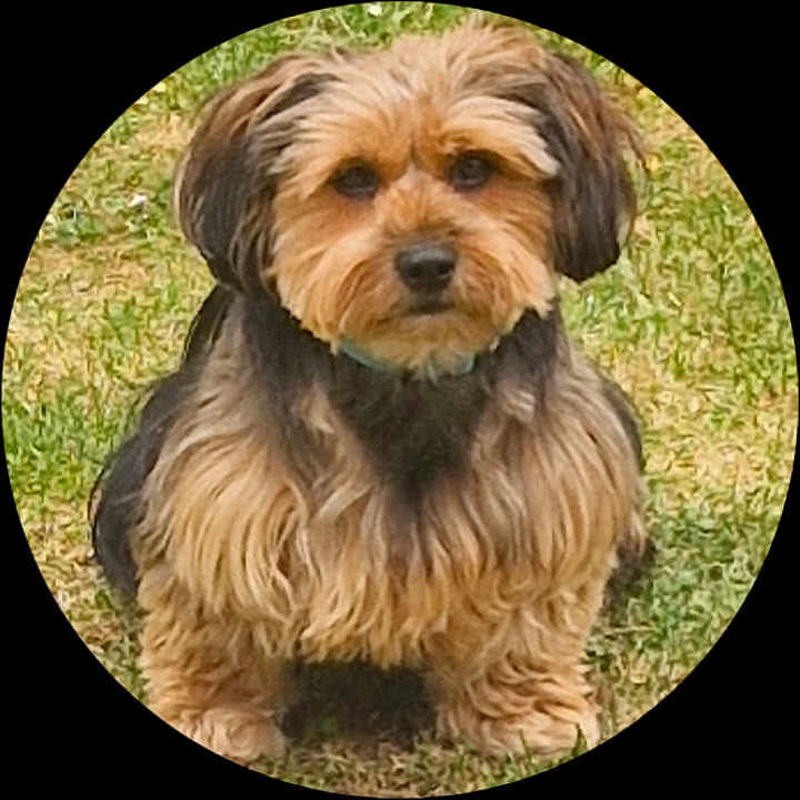 Balthazar participe au concours pour gagner de l'argent avec cette photo : dog, small_dog, fluffy, brown_fur, black_fur, pet, animal, grass, outdoor, sitting, cute, fur, canine, companion, portrait, looking_at_camera, nature, mammal, domestic_animal, friendly