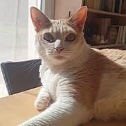 Opale participe au concours pour gagner de l'argent avec cette photo : cat, indoor, table, sunlight, window, bookshelf, furniture, curious, pet, animal, whiskers, ears, fur, relaxing, stretching, face, paw, home, cozy, daylight