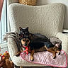 cat, dog, pets, animal, cuddling, sitting, chair, blanket, pink_blanket, gray_cat, black_tan_dog, indoors, home, window, natural_light, stuffed_animals, toy, cozy, portrait, furniture