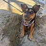 dog, puppy, beach, sand, sandy_muzzle, leash, harness, collar, outdoor, portrait, close_up, animal, pet, brown_and_black, floppy_ears, standing, paws, sunlight, shoreline, funny_expression