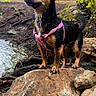 Moana a rejoint le concours — aidez-le/la à gagner de superbes lots ! dog, small_dog, black_and_tan, pink_harness, outdoors, woodland, forest, stream, water, boulder, rocks, nature, trees, leaves, roots, standing, portrait, pet, adventure, animal