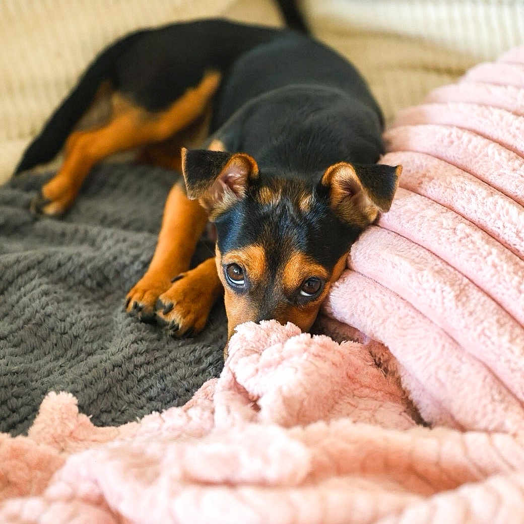 Moana a rejoint le concours — aidez-le/la à gagner de superbes lots ! puppy, dog, black_and_tan, small_dog, pet, animal, portrait, close_up, couch, blanket, pink_blanket, cozy, indoors, home, sleeping_area, lying_down, floppy_ears, brown_eyes, cute, snuggling