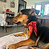 Moana a rejoint le concours — aidez-le/la à gagner de superbes lots ! dog, black_and_tan, small_breed, red_scarf, collar, medal, lying_down, relaxed, indoors, living_room, blanket, portrait, profile, brown_fur, black_fur, floppy_ears, paws, pet, home, daylight