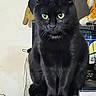 animal, black_cat, cat, close_up, clutter, curious, domestic_cat, feline, fur, green_eyes, household_items, indoor, looking, pen, pet, plush_toy, portrait, sitting, stuffed_animal, whiskers