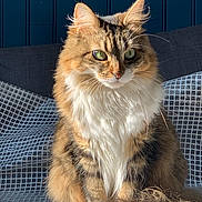 Nala participe au concours pour gagner de l'argent avec cette photo : abyssinian, angora, animal, armchair, brasssection, cat, chair, couch, cushion, furniture, homedecor, kitten, manx, musicalinstrument, pet, siamese