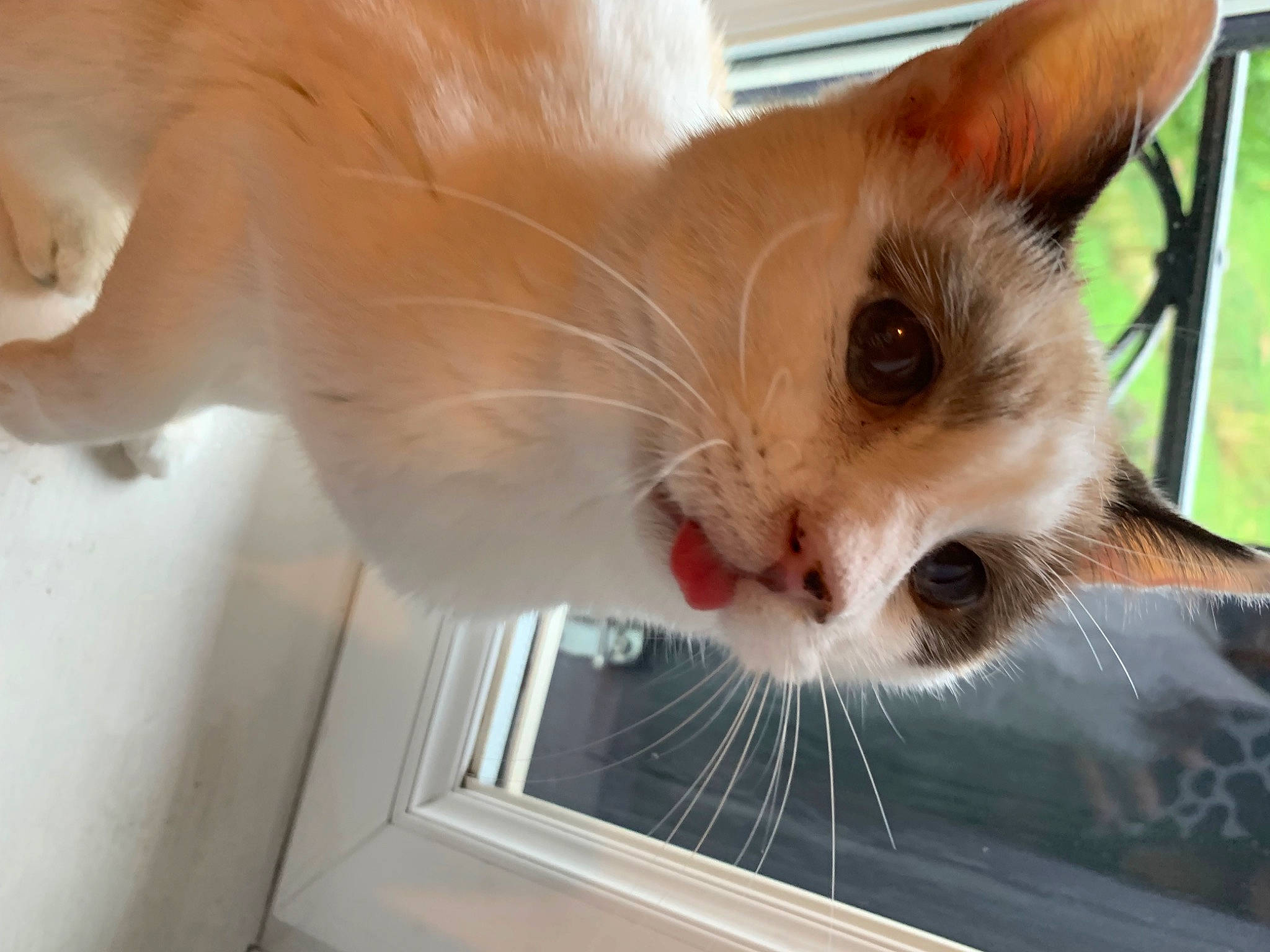 Maya participe au concours pour gagner de l'argent avec cette photo : balinese, carnivore, cat, claw, domestic_short_haired_cat, fawn, felidae, fur, iris, paw, small_to_medium_sized_cats, snout, tail, thai, whiskers, window, wood