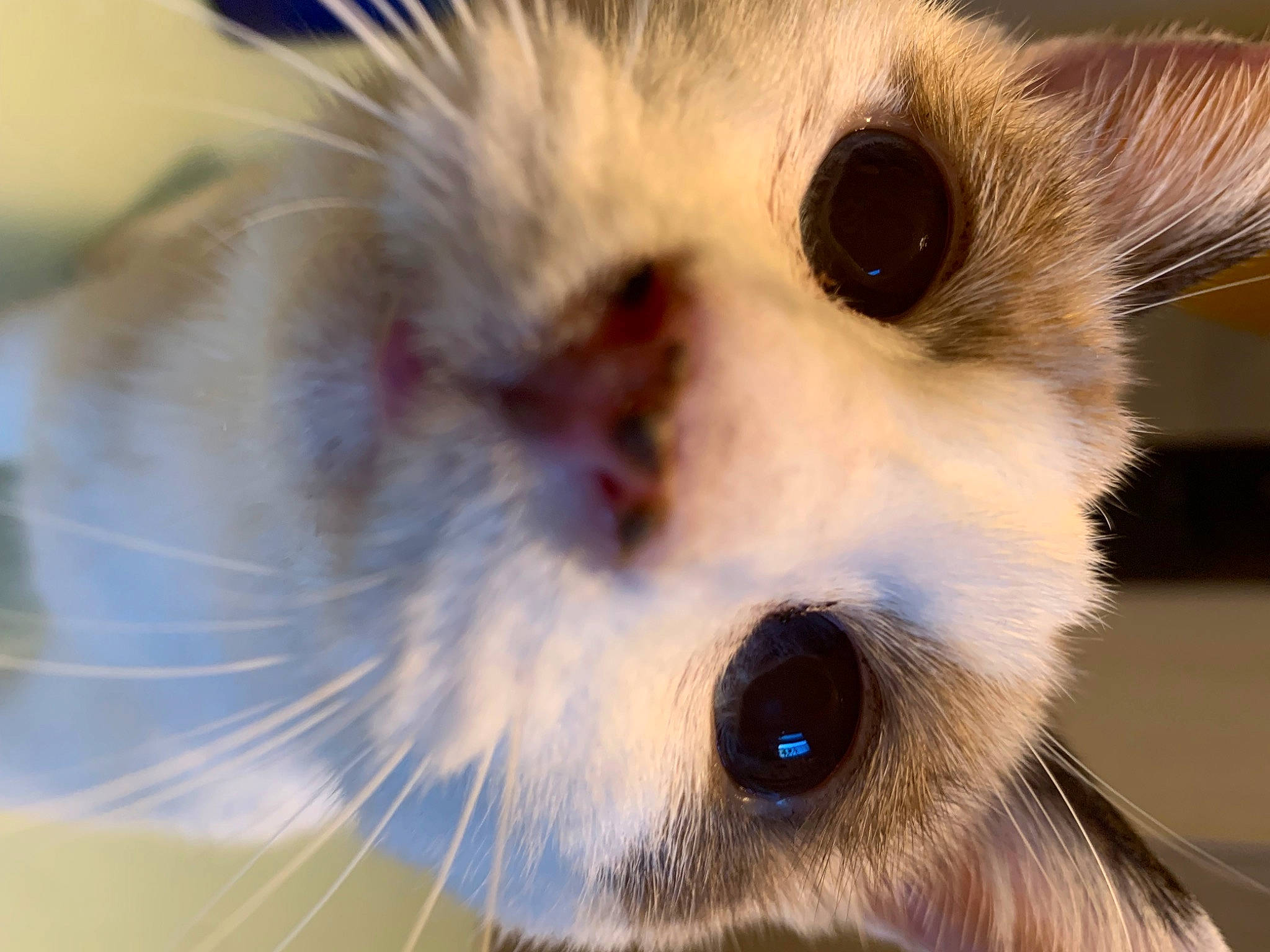 Maya a rejoint le concours — aidez-le/la à gagner de superbes lots ! balinese, carnivore, cat, close_up, domestic_short_haired_cat, ear, eye, eyelash, fawn, felidae, fur, photography, small_to_medium_sized_cats, snout, terrestrial_animal, thai, whiskers