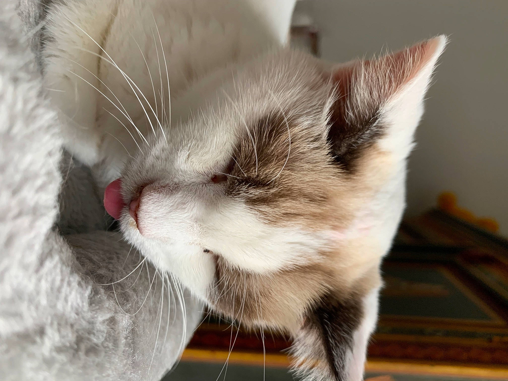 Maya a rejoint le concours — aidez-le/la à gagner de superbes lots ! carnivore, cat, claw, comfort, domestic_short_haired_cat, fang, fawn, felidae, flooring, fur, grey, hardwood, nap, paw, small_to_medium_sized_cats, snout, tail, thai, whiskers