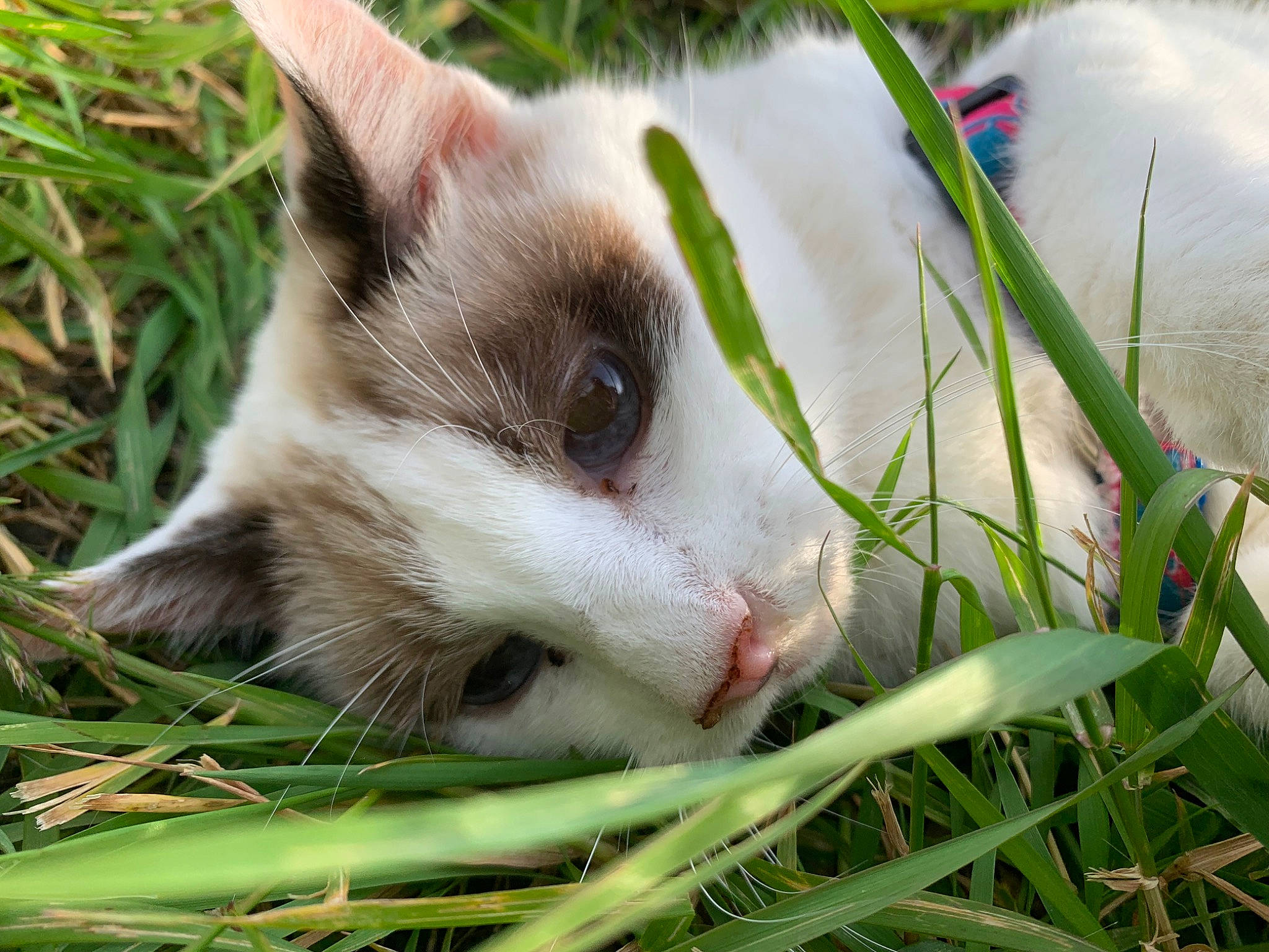 Maya a rejoint le concours — aidez-le/la à gagner de superbes lots ! carnivore, cat, domestic_short_haired_cat, fawn, felidae, fur, grass, herb, herbaceous_plant, plant, small_to_medium_sized_cats, snout, terrestrial_animal, whiskers, wildlife