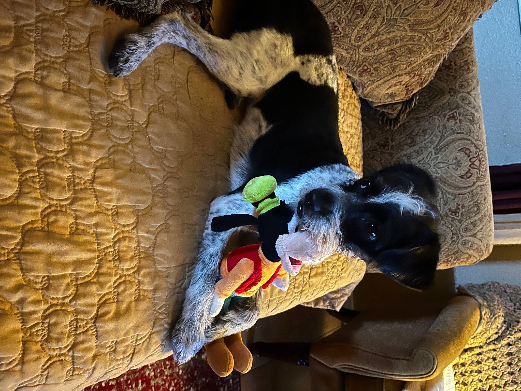 Diego joined the competition — help win amazing prizes! art, fawn, fun, landscape, organism, rock, room, soil, tail, terrestrial_animal, visual_arts, wood, working_animal, world