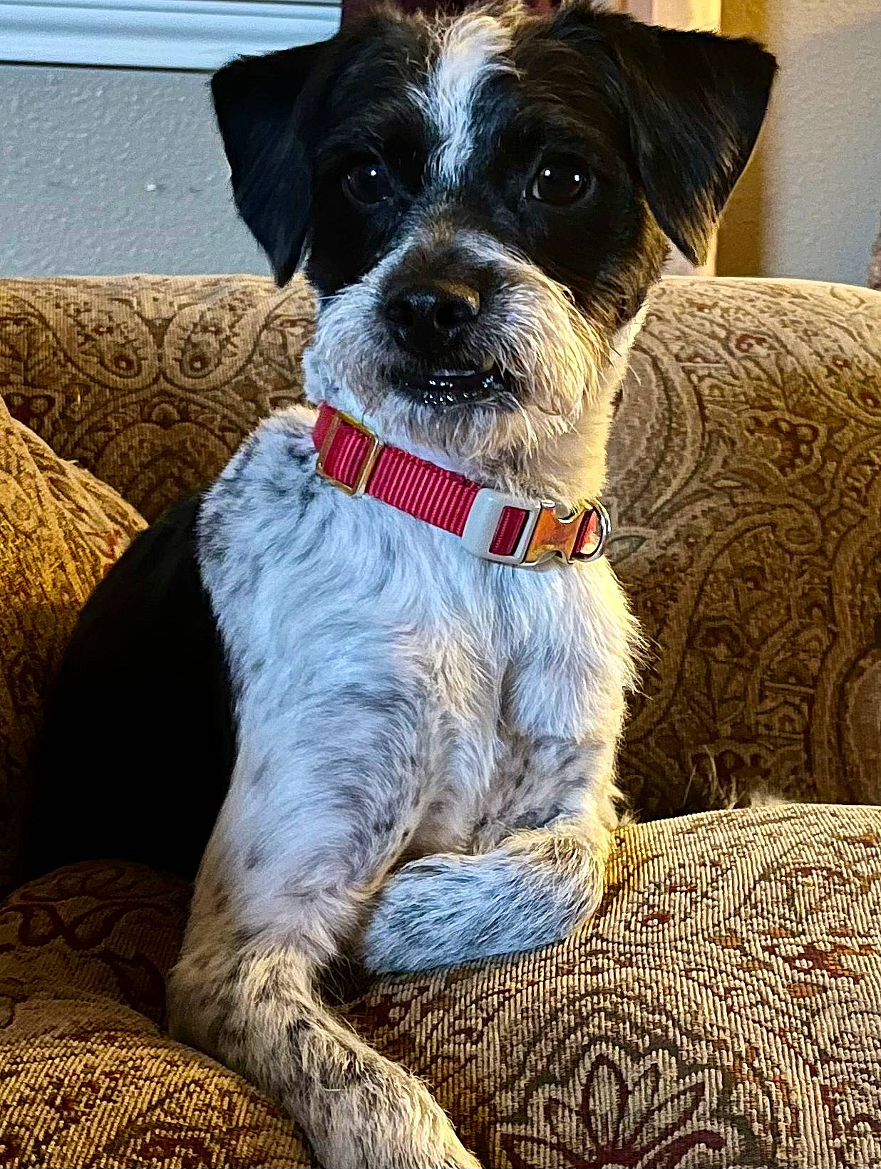 Diego joined the competition — help win amazing prizes! art, blue, canidae, carnivore, collar, comfort, companion_dog, couch, dog, dog_breed, dog_collar, dog_supply, leash, sleeper_chair, terrier, working_animal