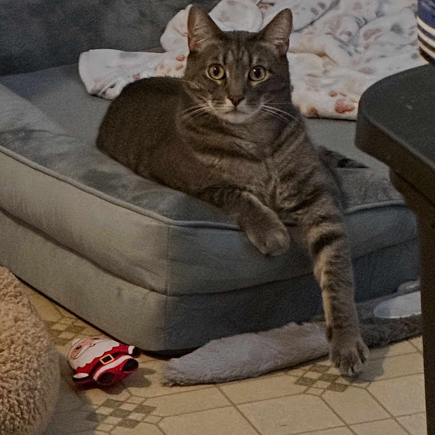 Fergus