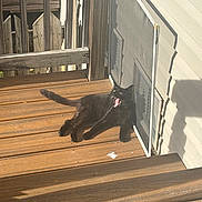 Popcorn joined the competition — help win amazing prizes! animal, architecture, building, canine, cat, deck, dog, door, hardwood, house, housing, indoors, interiordesign, outdoors, pet, plywood, porch, shelter, staircase, wood