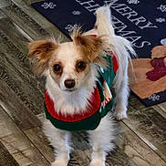 Molly is registered to the contest to win money with this photo: brown_fur, christmas_sweater, companion, cute, dog, domestic_animal, ears, eyes, festive, fluffy, holiday_decor, indoor, looking_up, pet, rug, small_dog, standing, tail, white_fur, wooden_floor