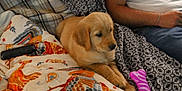 Oakley joined the competition — help win amazing prizes! puppy, golden_retriever, dog, blanket, person, arm, jeans, white_shirt, couch, remote_control, toy, purple_toy, patterned_blanket, cozy, indoor, pet, resting, cute, fur, animal