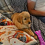 puppy, golden_retriever, dog, blanket, person, arm, jeans, white_shirt, couch, remote_control, toy, purple_toy, patterned_blanket, cozy, indoor, pet, resting, cute, fur, animal