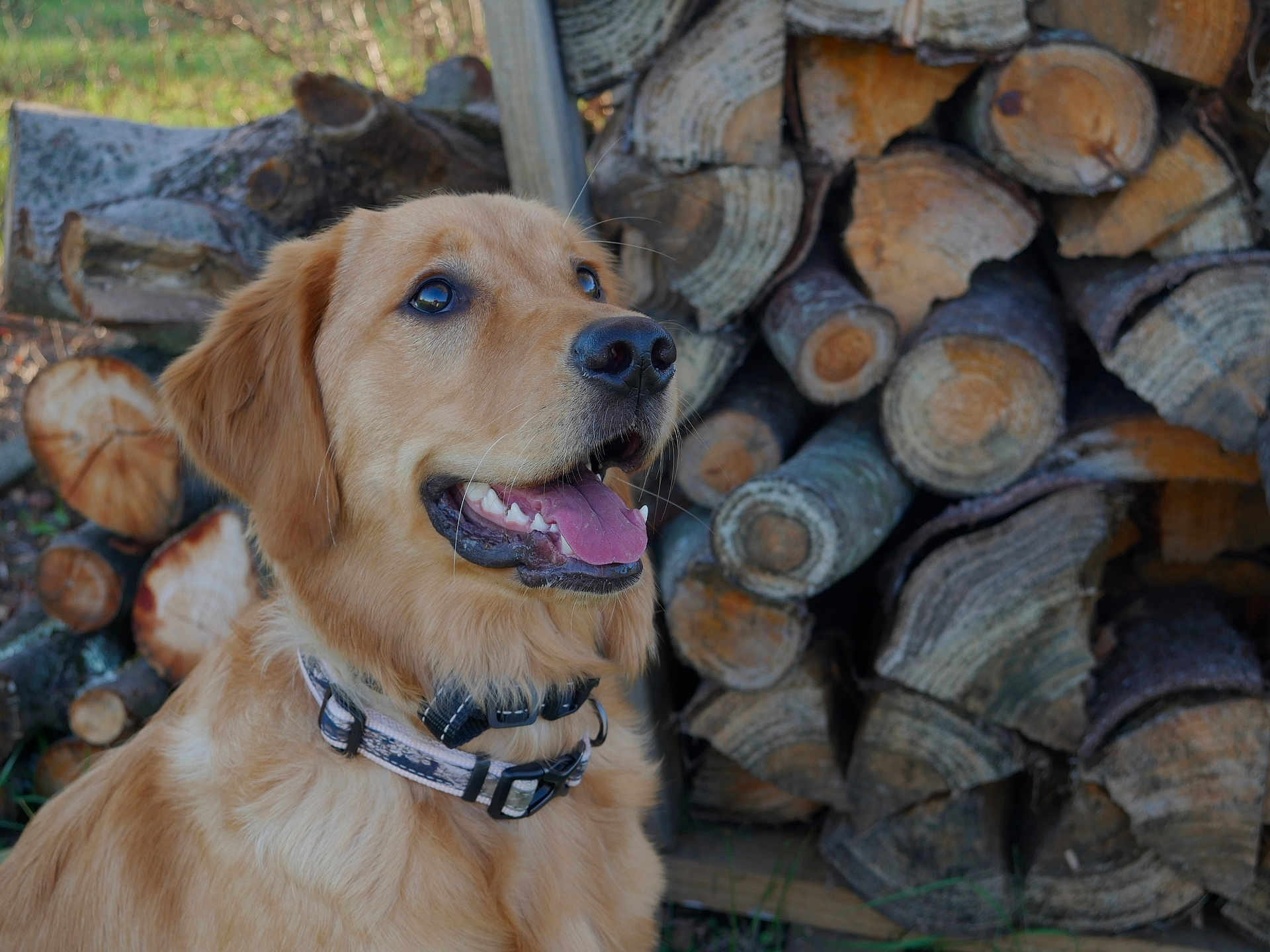 Oakley is registered to the contest to win money with this photo: dog, golden_retriever, pet, animal, outdoor, woodpile, firewood, collar, tongue, happy, nature, grass, stacked_wood, canine, mammal, smiling, closeup, fur, ears, nostrils