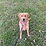 Oakley joined the competition — help win amazing prizes! dog, golden_retriever, puppy, grass, leash, outdoor, smiling, tongue_out, pet, animal, canine, collar, nature, greenery, fall_leaves, young_dog, sitting, playful, cute, friendly