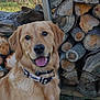 Oakley joined the competition — help win amazing prizes! dog, golden_retriever, animal, pet, outdoor, woodpile, firewood, tongue_out, happy, smiling, collar, fur, nature, grass, stacked_logs, canine, portrait, daylight, friendly, playful