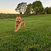 Oakley joined the competition — help win amazing prizes! dog, puppy, running, stick, grass, field, outdoor, sunset, trees, nature, playful, canine, animal, pet, greenery, happy, motion_blur, ears, mouth, landscape